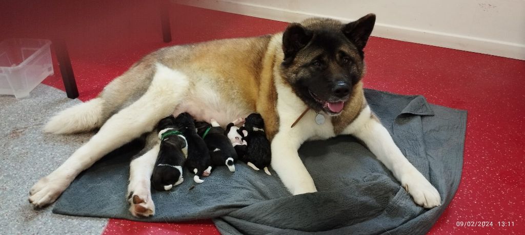 chiot Akita americain Des Hauts De Rotomagus