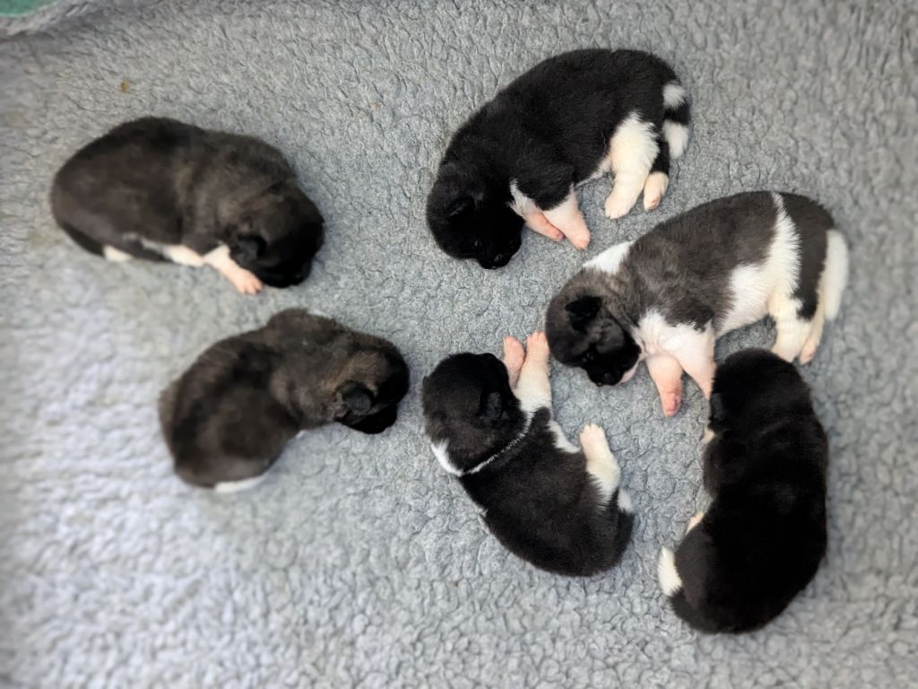 Les bébés 