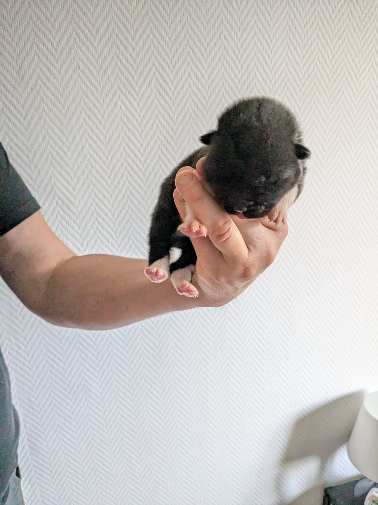 Des Hauts De Rotomagus - Chiots disponibles - Akita americain