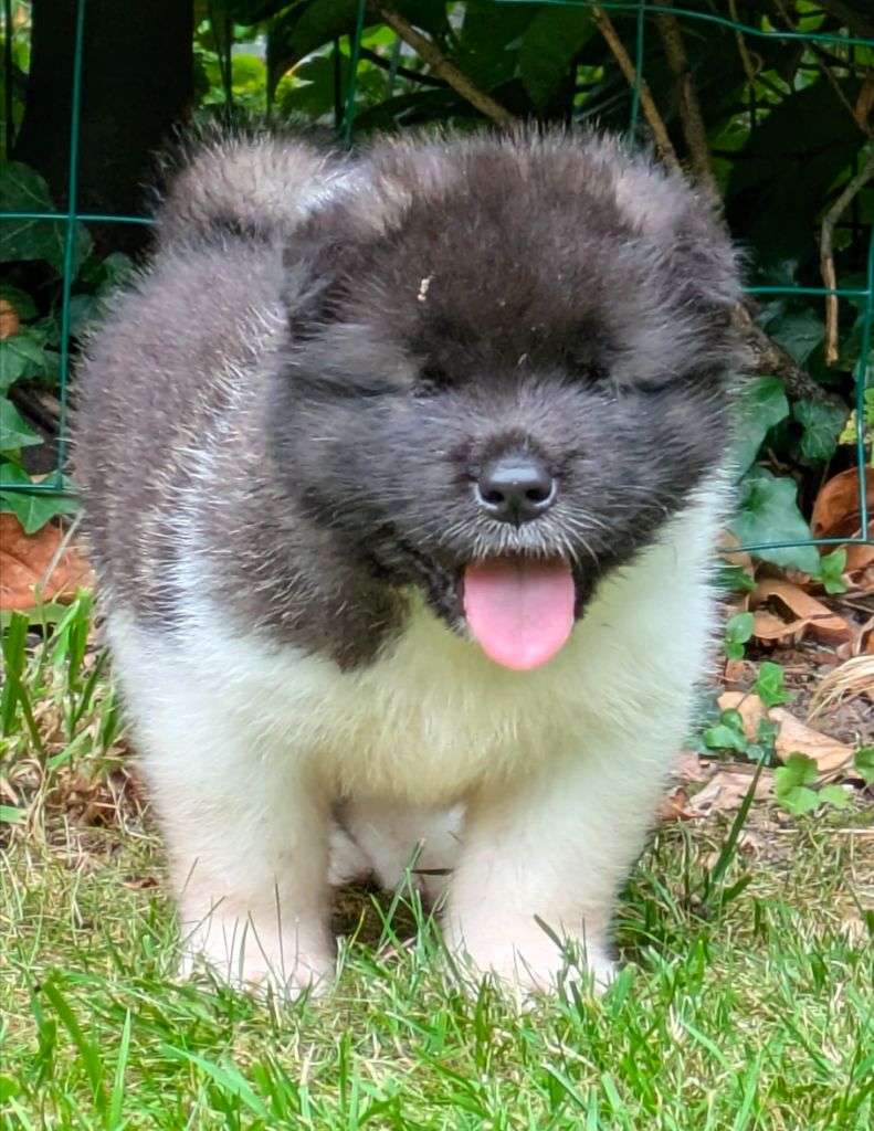 Des Hauts De Rotomagus - Chiots disponibles - Akita americain