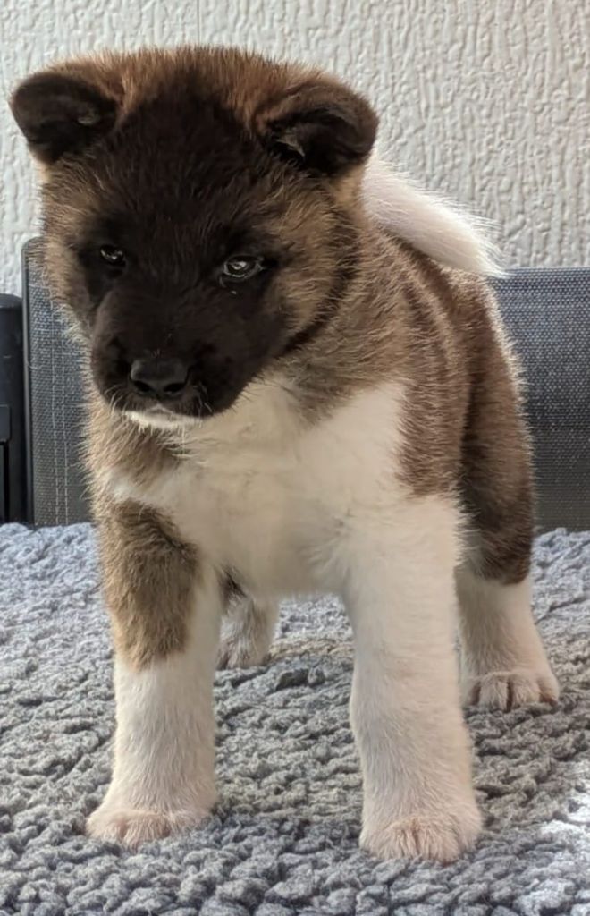 Des Hauts De Rotomagus - Chiots disponibles - Akita americain