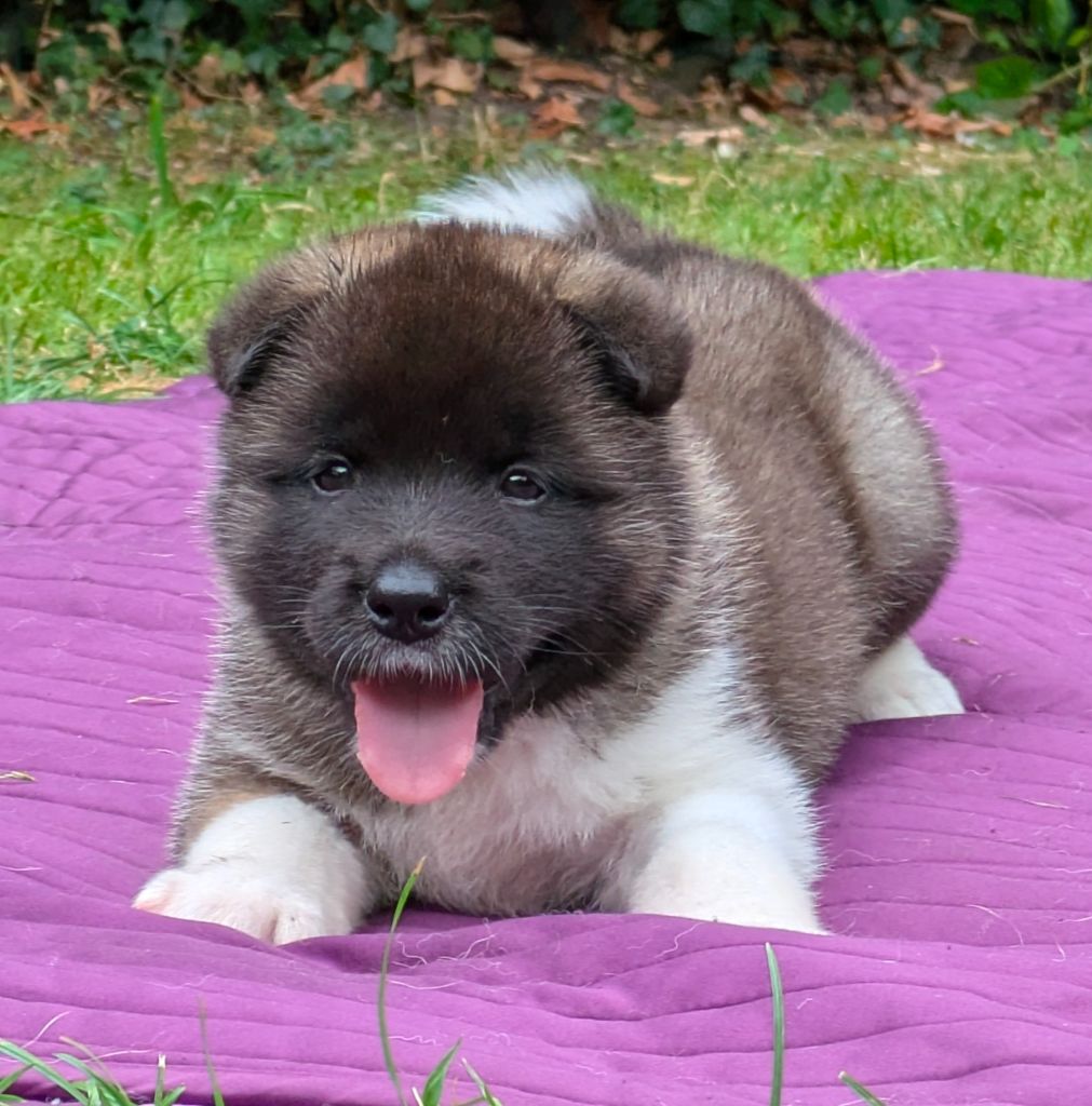 Des Hauts De Rotomagus - Chiots disponibles - Akita americain