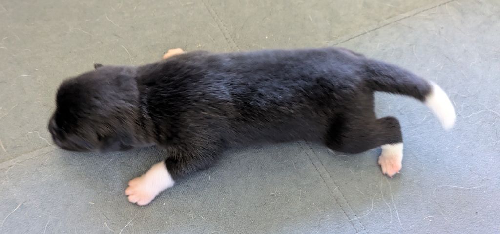 Des Hauts De Rotomagus - Chiots disponibles - Akita americain