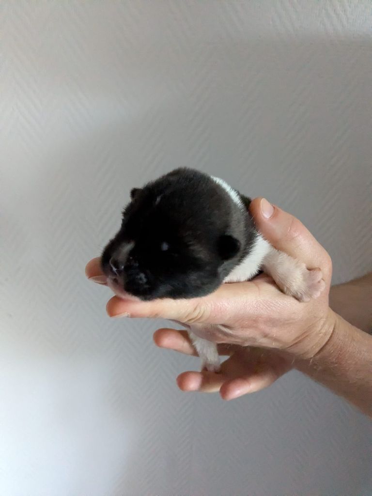 Des Hauts De Rotomagus - Chiots disponibles - Akita americain