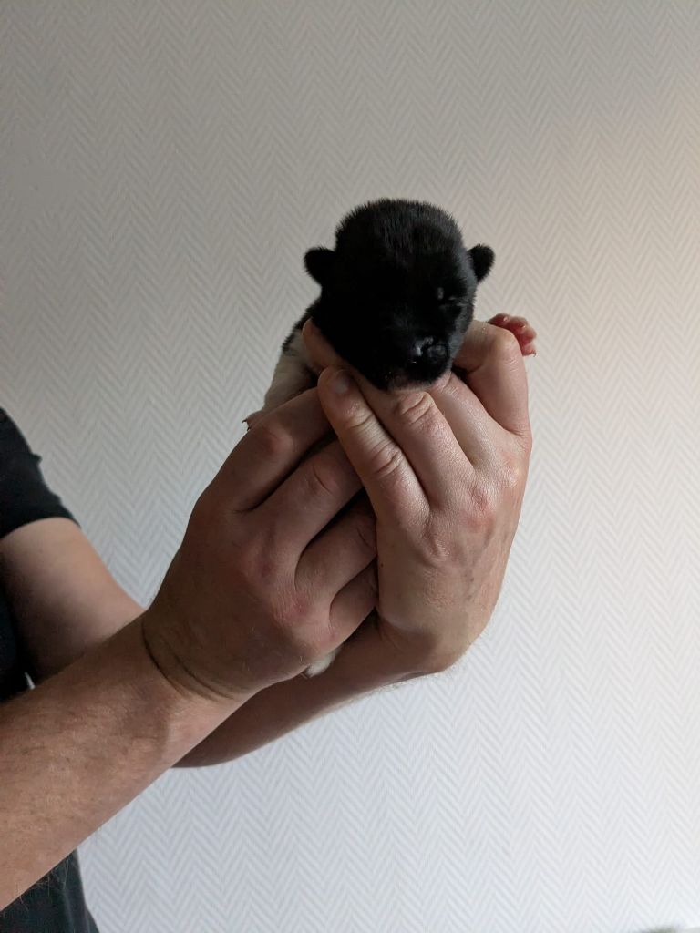 Des Hauts De Rotomagus - Chiots disponibles - Akita americain
