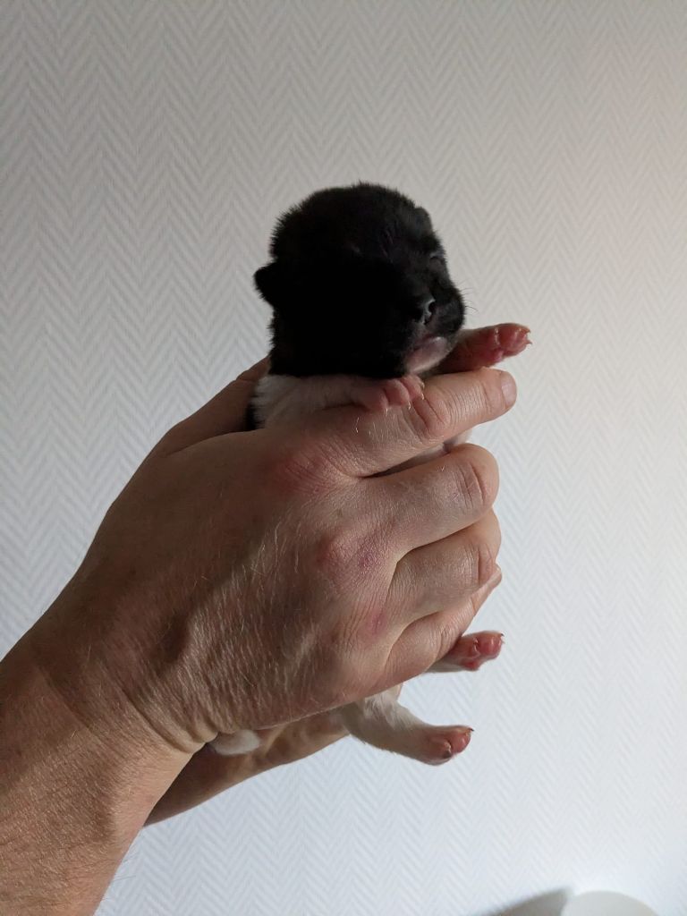 Des Hauts De Rotomagus - Chiots disponibles - Akita americain