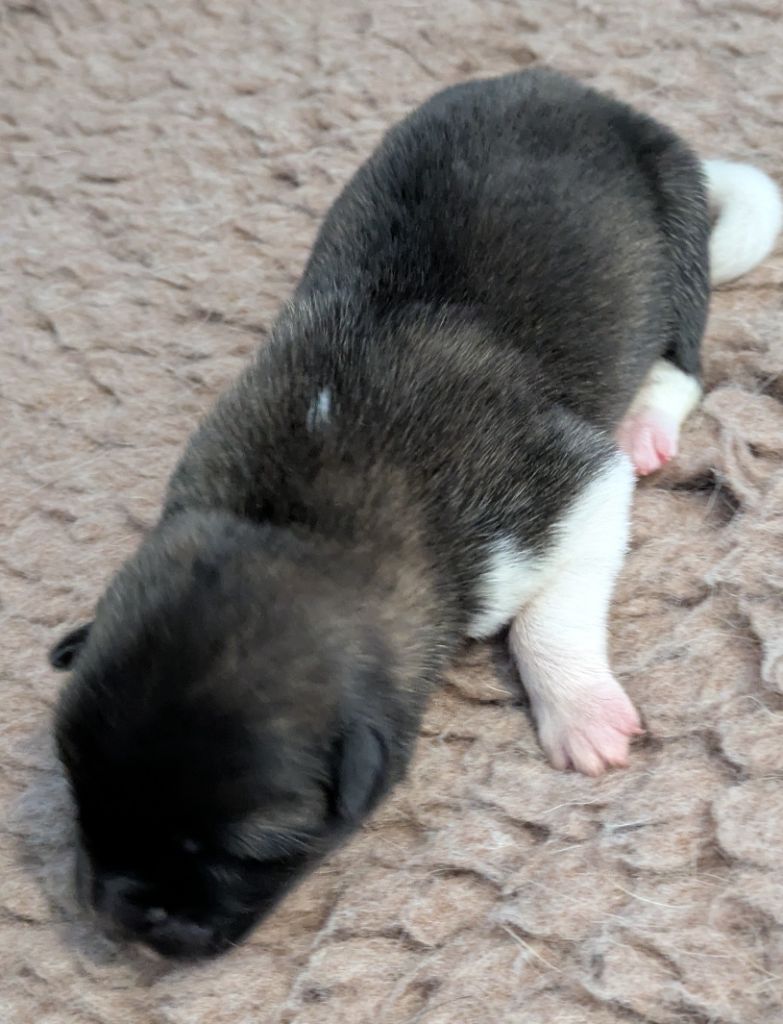 Des Hauts De Rotomagus - Chiots disponibles - Akita americain