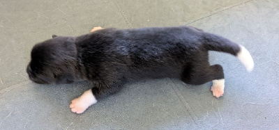 CHIOT