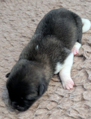 CHIOT