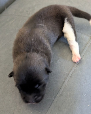CHIOT