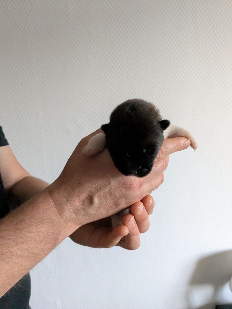 Des Hauts De Rotomagus - Chiots disponibles - Akita americain