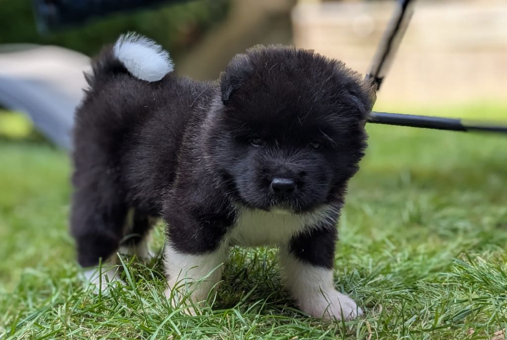 Des Hauts De Rotomagus - Chiots disponibles - Akita americain