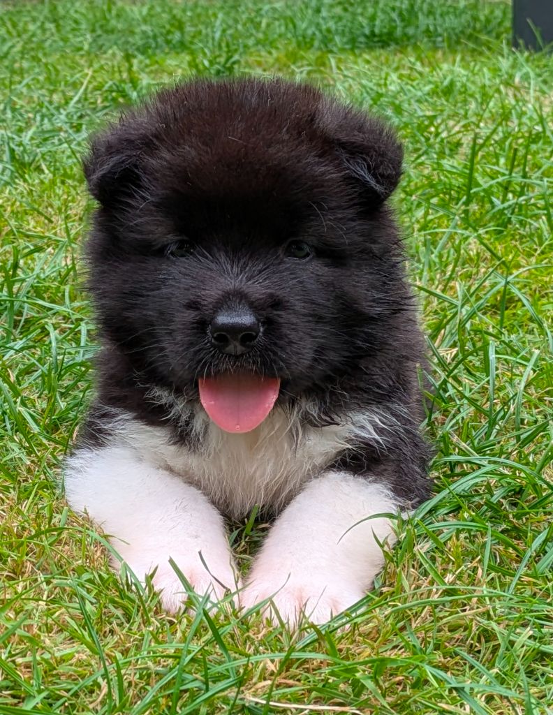 Des Hauts De Rotomagus - Chiots disponibles - Akita americain