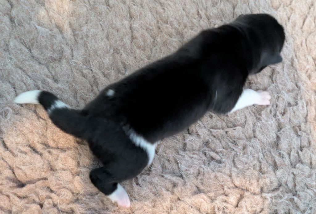 Des Hauts De Rotomagus - Chiots disponibles - Akita americain