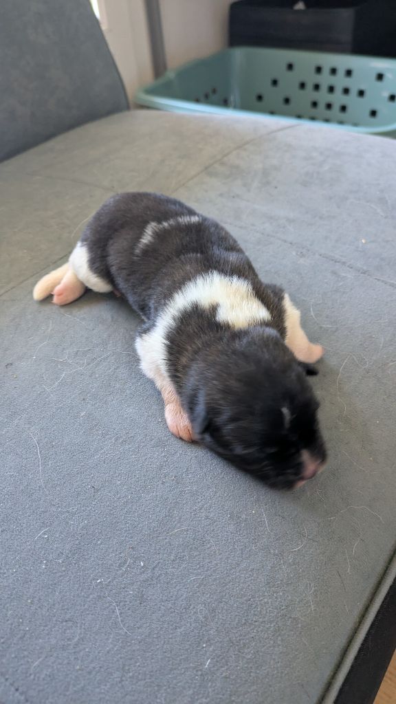 Des Hauts De Rotomagus - Chiots disponibles - Akita americain