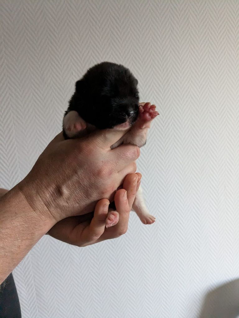 Des Hauts De Rotomagus - Chiots disponibles - Akita americain