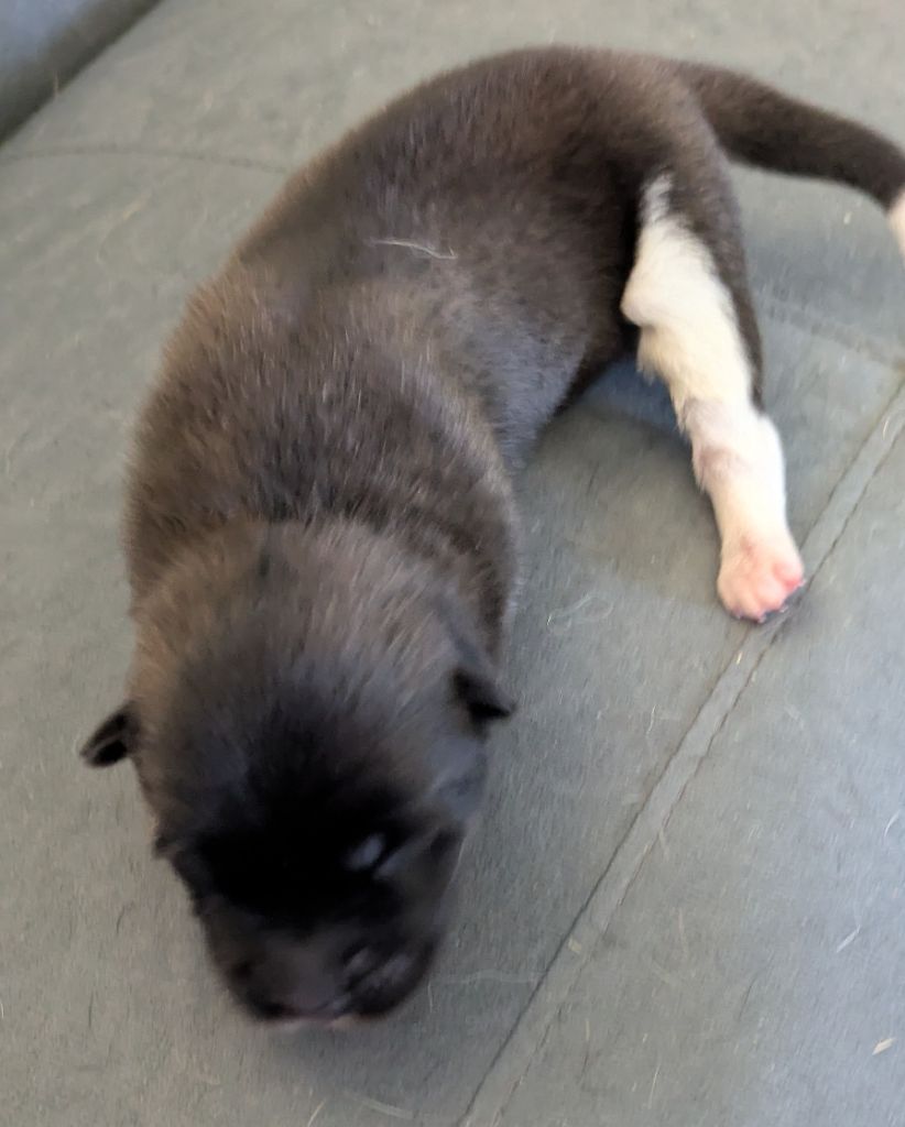 Des Hauts De Rotomagus - Chiots disponibles - Akita americain